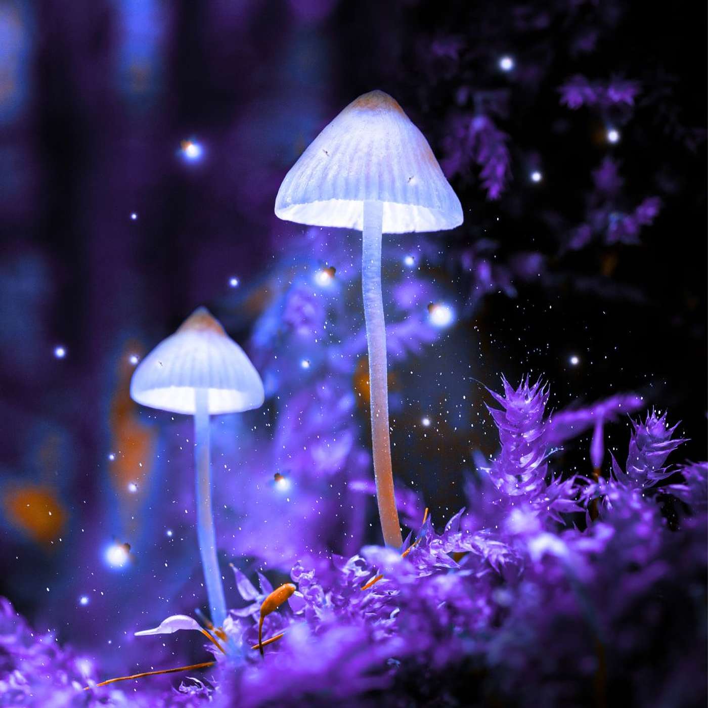 ✨ Reignite Your Creative Spark: A Guided Meditation ✨