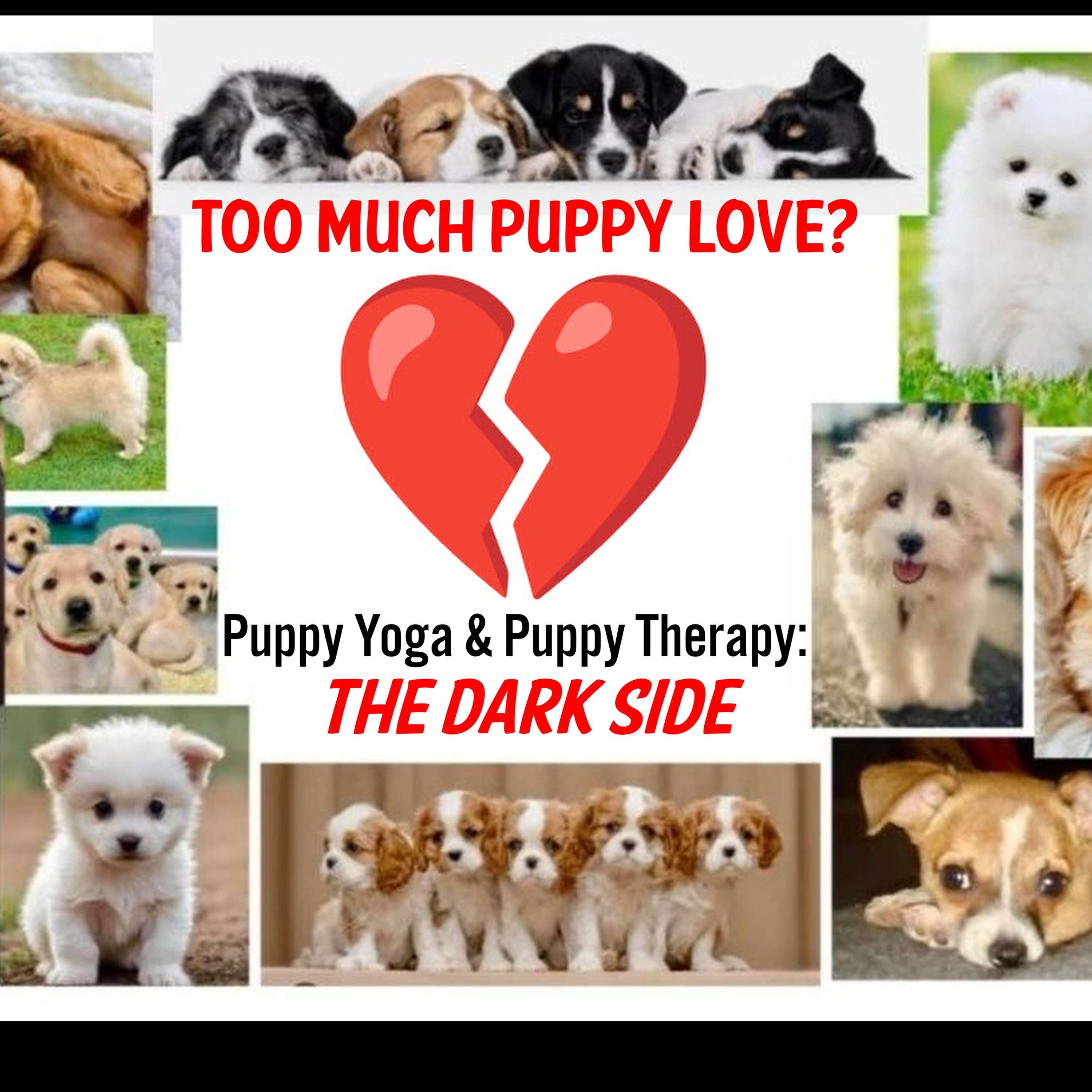 Too much Puppy Love. Puppy Yoga and Puppy Therapy: The Dark side podcast artwork