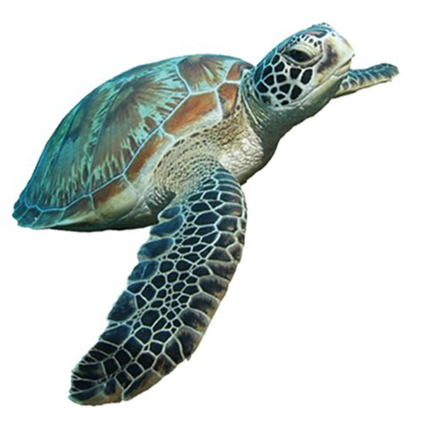 Sea Turtles episode artwork