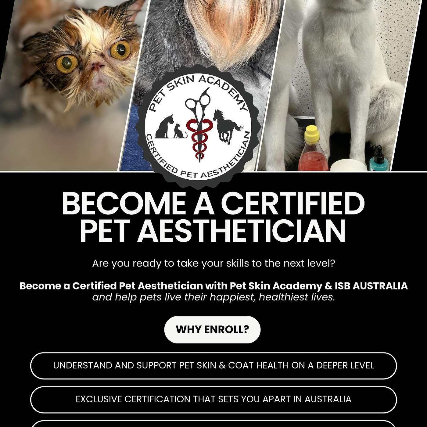 Sit down with Dr. Cliff Faver & Suzanne Marchetti to chat all things skin, coat care, and education