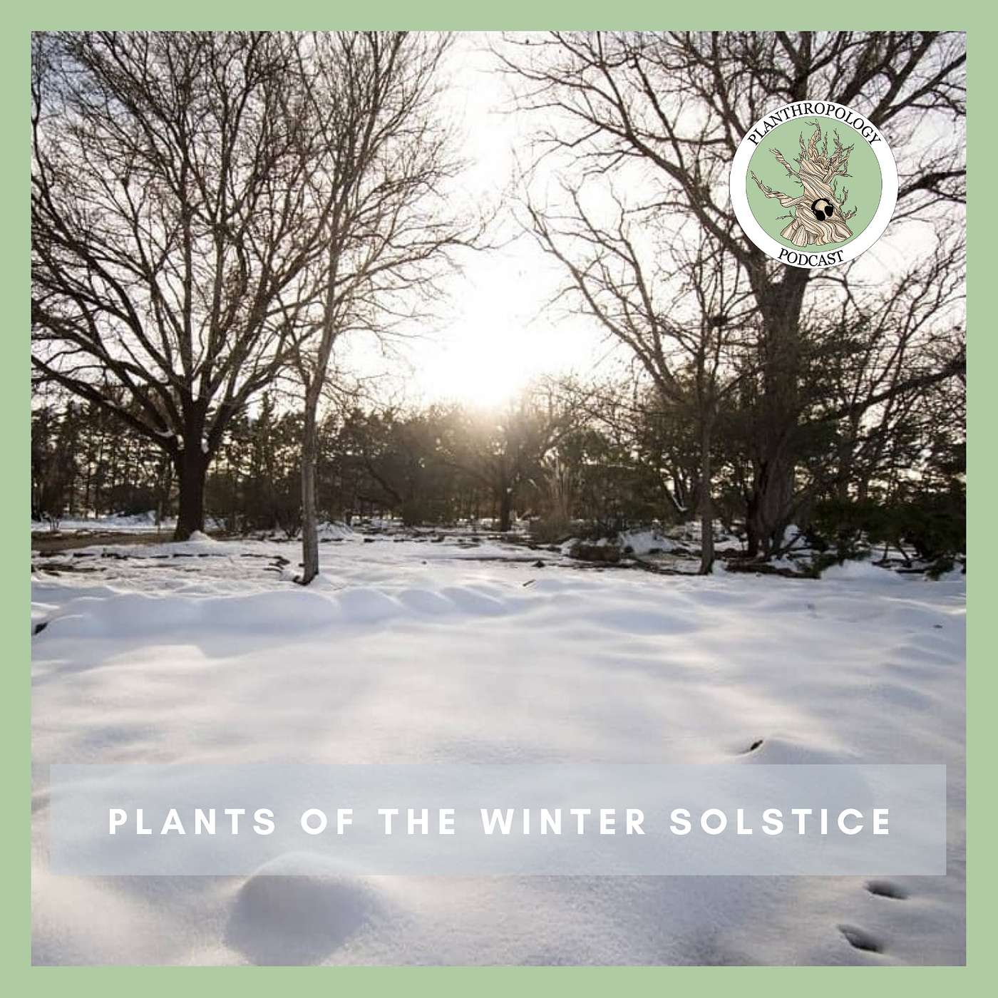 Plants of the Winter Solstice- Replay