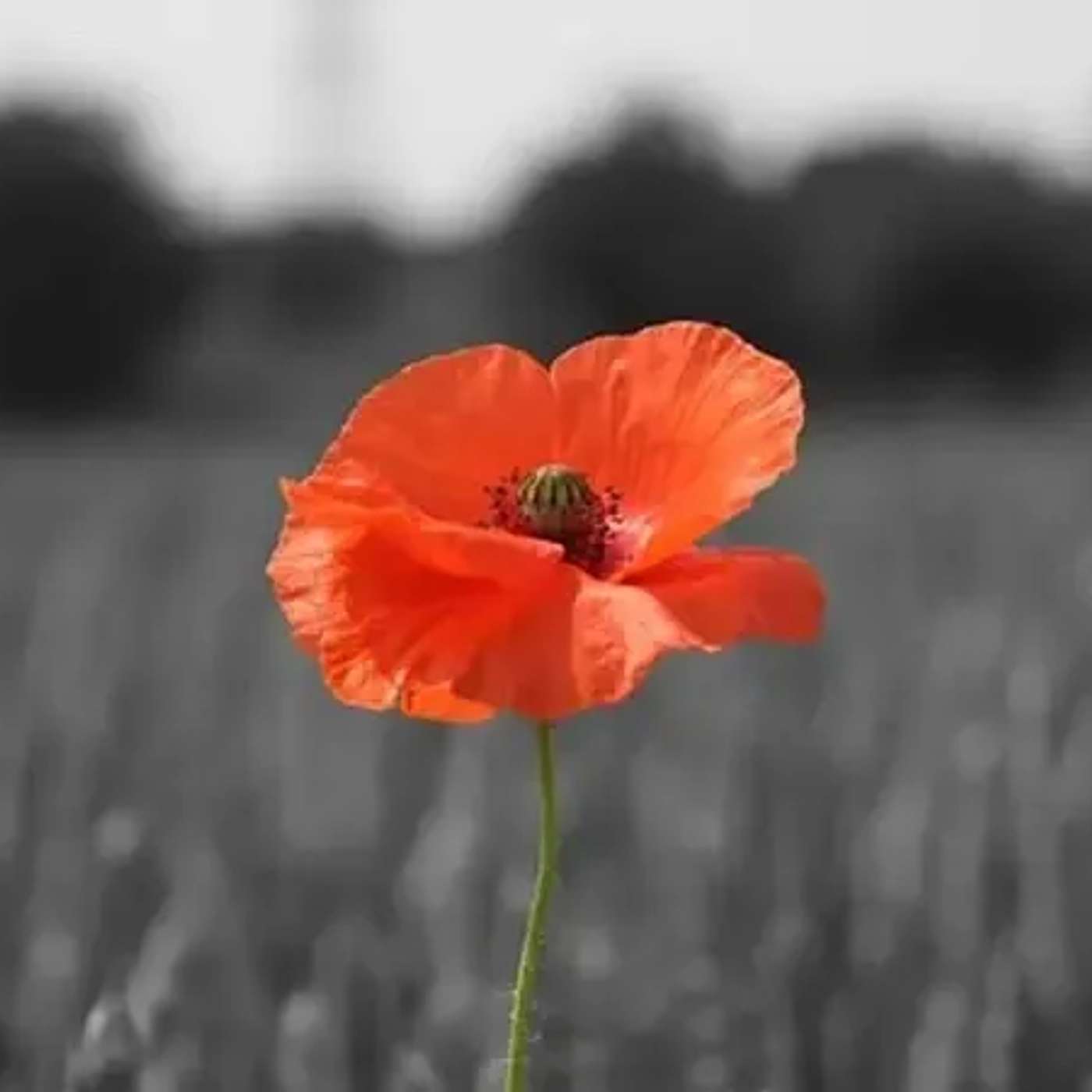 Lest We Forget