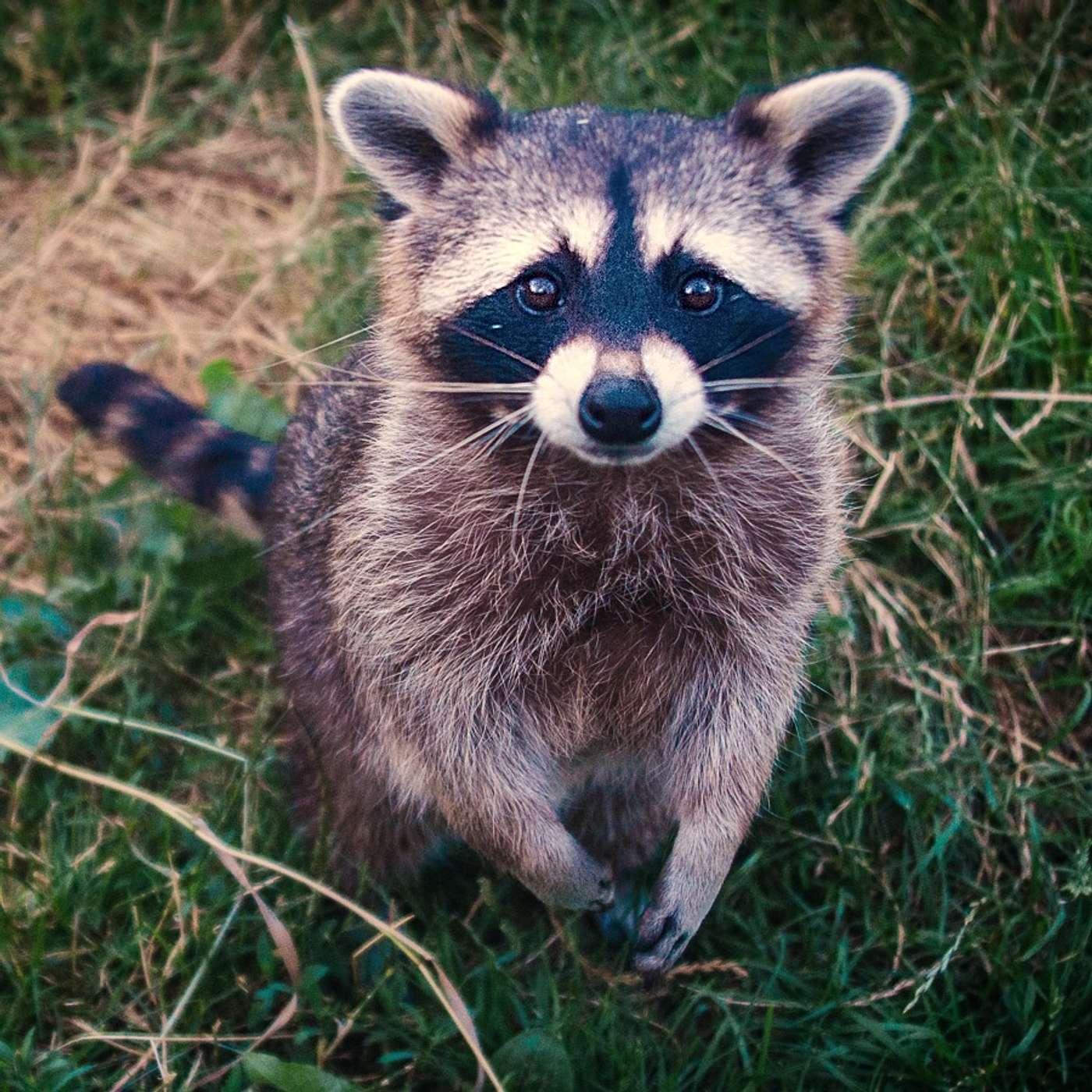 Episode 113: A look at food security during a bugout