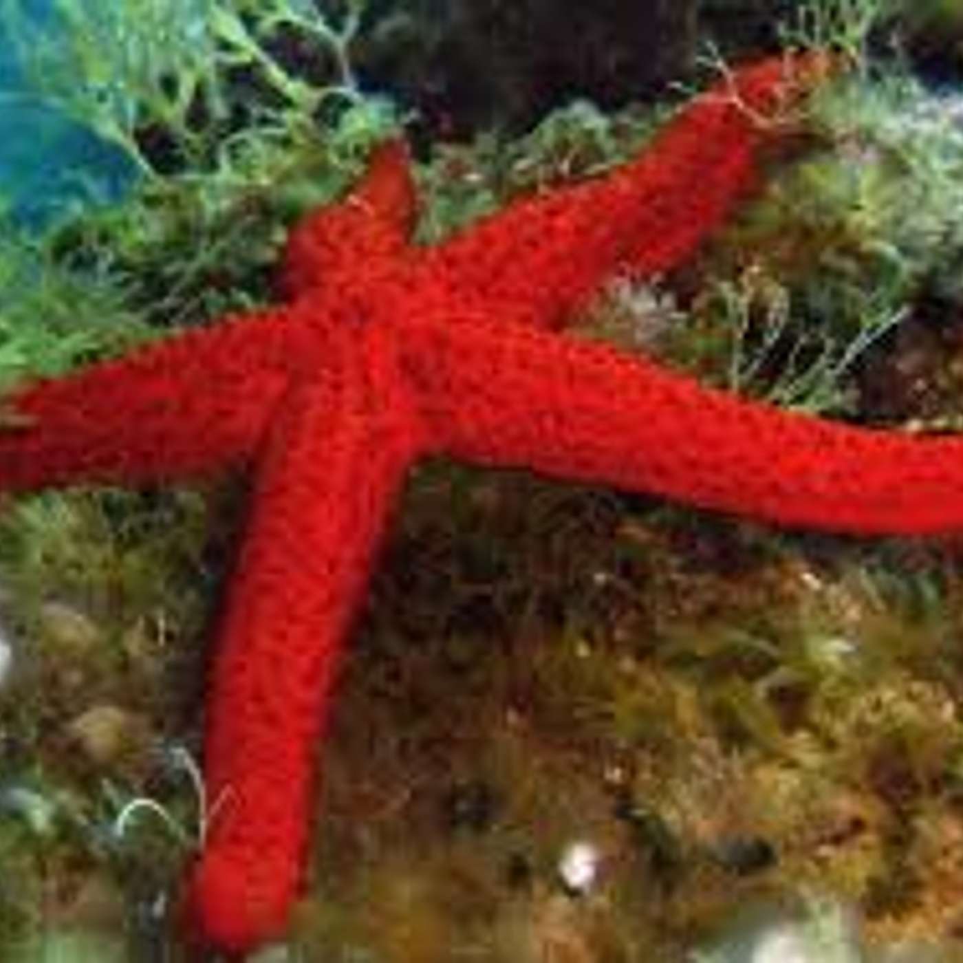 Strani predatori: dalle stelle marine ai ragni episode artwork