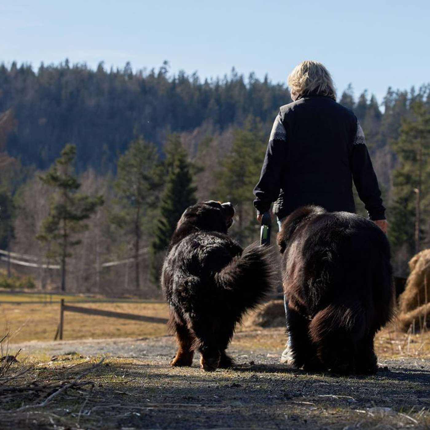51 – Hvem passer hunden din når du er på ferie? Hvordan velger du et godt hundepensjonat? episode artwork